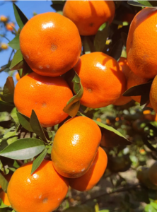 色差仪检测柑橘色差值及其对柑橘色差指数的计算方法